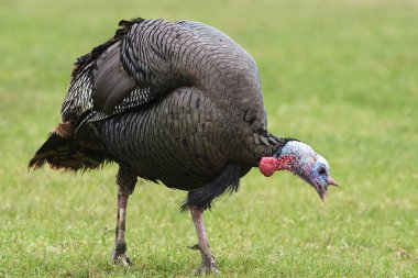 Bir erkek Wild Turkey, destek gallopavo