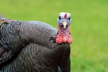 Yakın bir yukarı bir Wild Türkiye ' nin destek gallopavo
