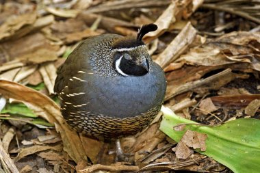 A Loafing Male California quail, Callipepla californica clipart