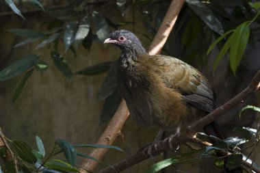 Chaco Chachalaca, Ortalis canicollis, ağaçta tünemiş.