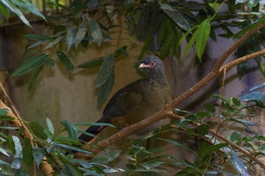 Bir Chaco tünemiş Chachalaca, Ortalis canicollis,