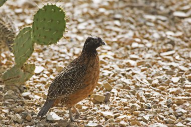 Kuzey Bobwhite, Colinus virginianus, Erkek maskeli şeklinde