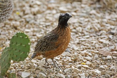 Kuzey Bobwhite, Colinus virginianus maskeli şeklinde