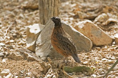 Kuzey Bobwhite, Colinus virginianus, çölde maskeli şeklinde