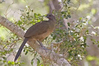 Düz bir Chachalaca, Ortalis vetula, ağacında rahatlatıcı