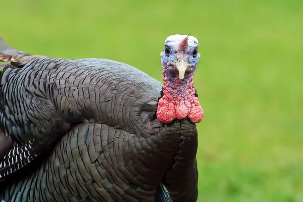 Close Wild Turkey Meleagris Gallopavo — Stock Photo, Image