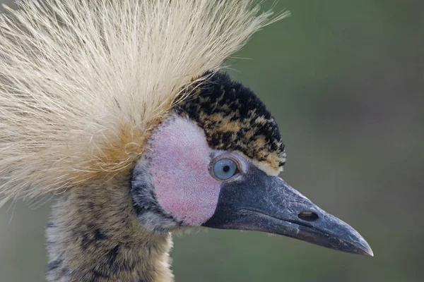 Een Portret Van Een Zwart Gekroond Kraan Balearica Pavonina — Stockfoto