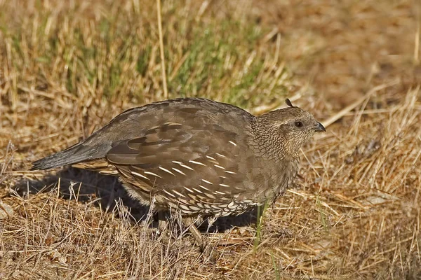 Una Codorniz California Callipepla Californica — Foto de Stock