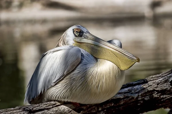 Pelicano Dálmata Pelecanus Crispus Descansando — Fotografia de Stock