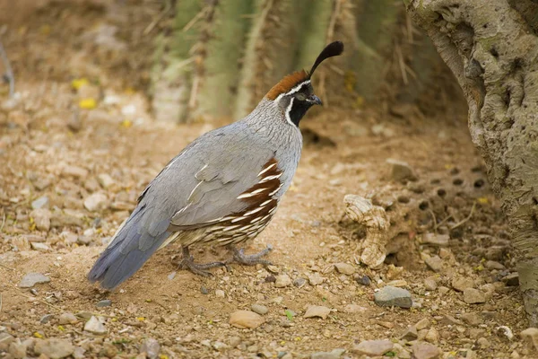 Een Mannelijke Gambels Kwartel Callipepla Gambelii — Stockfoto