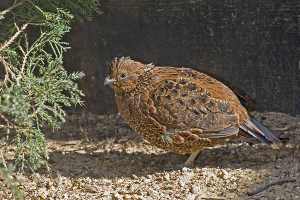 The Rufous form of the Northern Bobwhite, Colinus virginianus