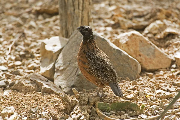 Virginiai Fogasfürj Colinus Virginianus Sivatagi Álarcos Formájában — Stock Fotó