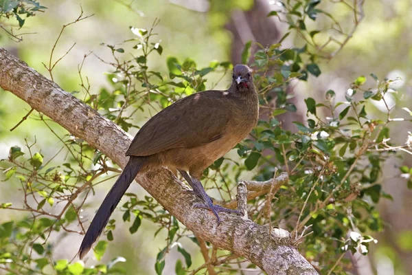 Bir düz Chachalaca, Ortalis vetula, tünemiş