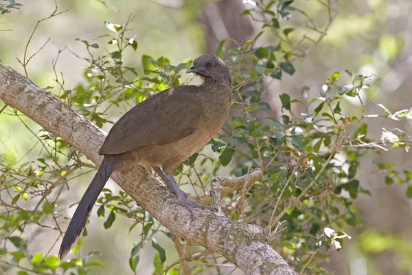 Рівнина Chachalaca Ortalis Vetula Відпочити Дерево — стокове фото