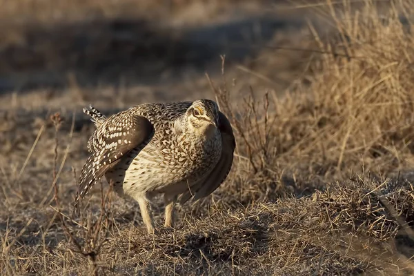 A Sharp-Tailed Grouse, Tympanuchus phasianellus, on lek — Stock Image Sharp Tailed Grouse Tympanuchus Phasianellus Lek Royalty Free Stock Images