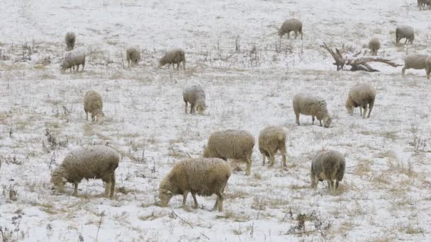 Cinemagraph Looped Flock Sheep Feeding Field Snow — Stock Video
