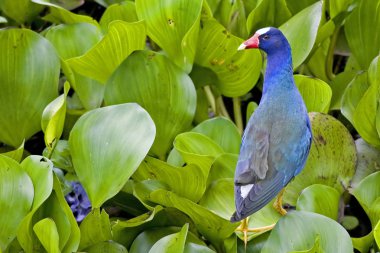 Bir av mor moorhens, Porphyrio martinicus
