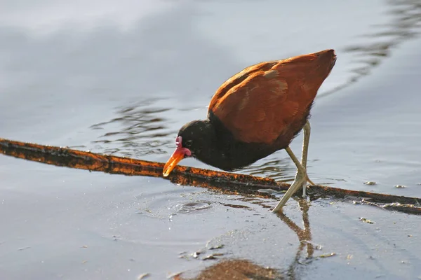 Jacana Perturbada Jacana Jacana Vaguear — Fotografia de Stock