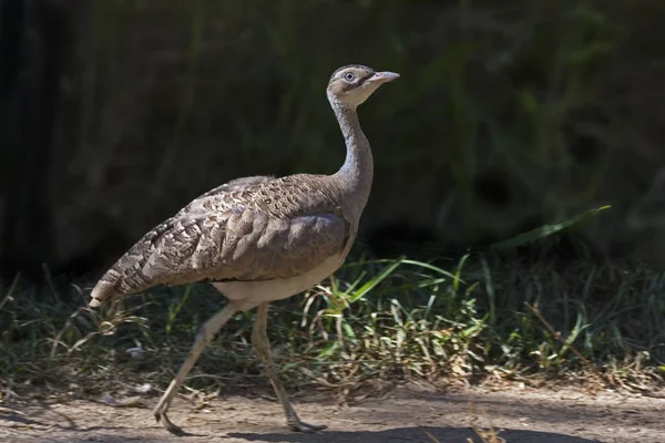 Bustard Biały Eupodotis Senegalensis Spacery — Zdjęcie stockowe