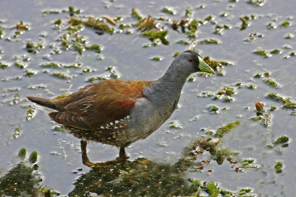 Gallinule Pattes Flanquées Une Tache Gallinula Melanops — Photo