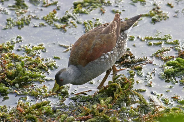 Plats Flankerad Gallinule Gallinula Melanops Våtmarker — Stockfoto