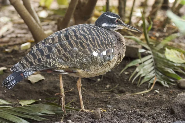 Een Sunbittern Eurypyga Helias Ontspannen Aan Wal — Stockfoto