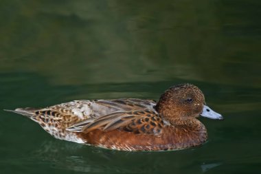 Kadın Avrasya yüzme Wigeon, Anas penelope,
