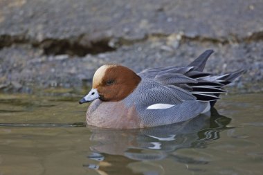 Erkek Avrasya yüzme Wigeon, Anas penelope,