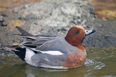 Erkek Avrasya Wigeon, Anas penelope