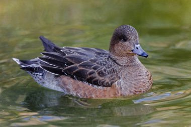 Kadın Avrasya Wigeon, Anas penelope, su