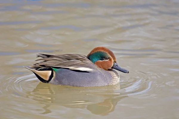 Ontspannen Mannelijke Euraziatische Teal Anas Crecca — Stockfoto