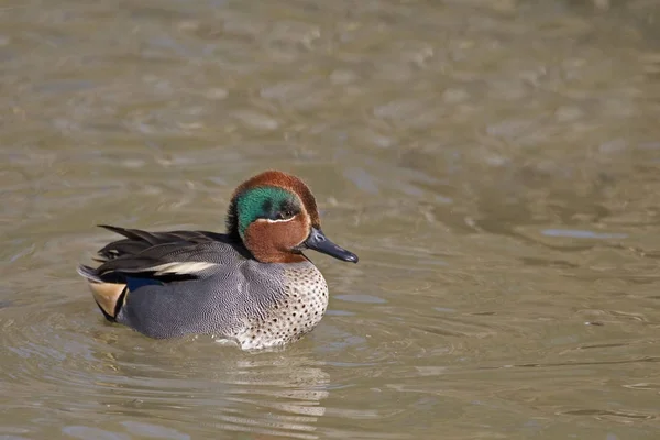 Male Eurasian Teal Anas Crecca Swimming — Stock Photo, Image