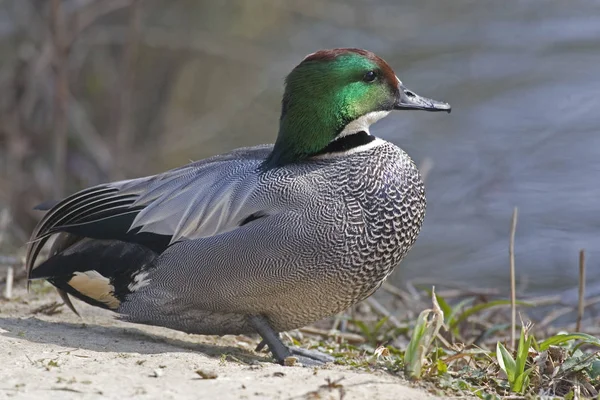Relaxed Male Falcated Teal Anas Falcata — Stock Photo, Image
