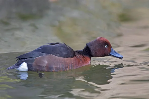 Mannelijke Ijzerhoudende Pochard Aythya Nyroca — Stockfoto