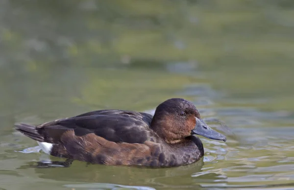 Pochard Ferruginoso Feminino Aythya Nyroca Natação — Fotografia de Stock