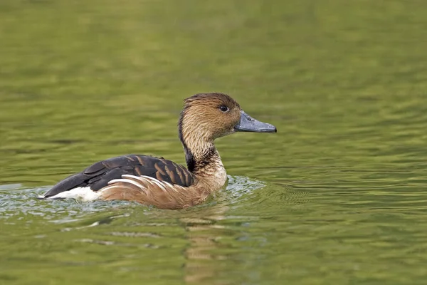 Fulvous Whistling Duck Dendrocygna Bicolor Swimming — Stock Photo, Image