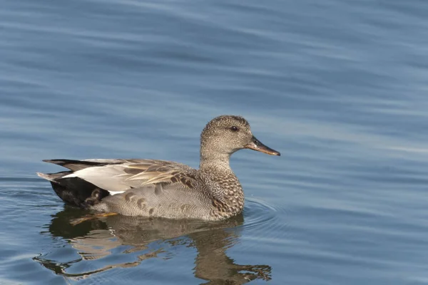 Vue Gadwall Anas Strepera — Photo