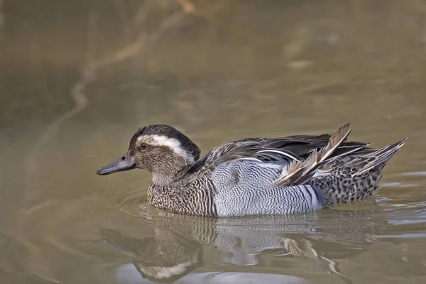 Nadar Macho Garganey Anas Querquedula — Fotografia de Stock