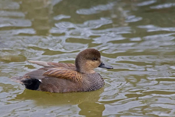 Mannelijke Krakeend Anas Strepera Het Water — Stockfoto