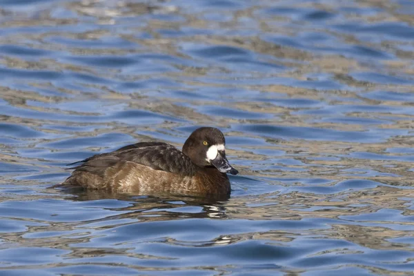 Weiblicher Scaup Aythya Marila Auf Dem Wasser — Stockfoto