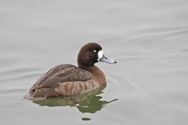 Femelle Détendue Grand Fuligule Aythya Marila — Photo