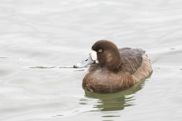 Ruhige Weibliche Größere Scaup Aythya Marila — Stockfoto