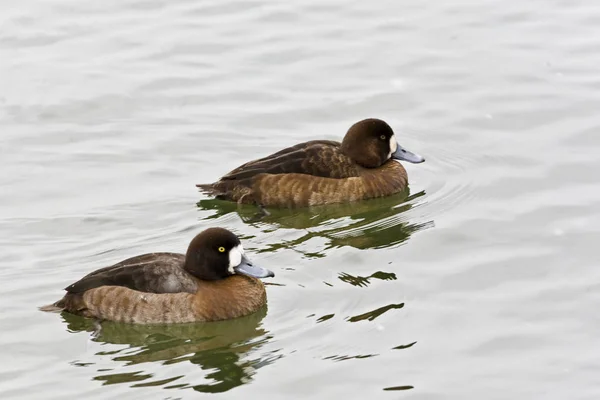 Pareja Greater Scaup Aythya Marila Natación —  Fotos de Stock