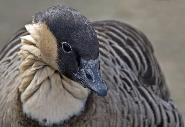 Nene Hawaiian Goose Branta Sandvicensis Close — Stockfoto