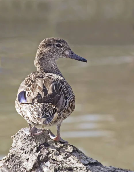 Female Falcated Teal Anas Falcata Stock Picture