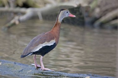 Kara karınlı ıslık ördek, Dendrocygna autumnalis bir oturum