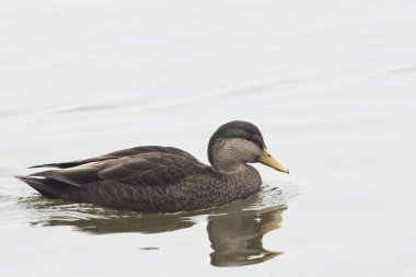 Erkek Amerikan kara ördek, Anas rubripes sakin sahnesinde