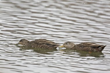 Bir çift, Amerikan kara ördek, Anas rubripes kışın