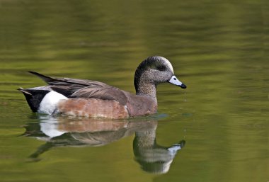 Bir Amerikan Wigeon, Anas americana renkli yansımaları ile