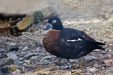 Kadın bir Avustralya Shelduck Tadorna tadornoides